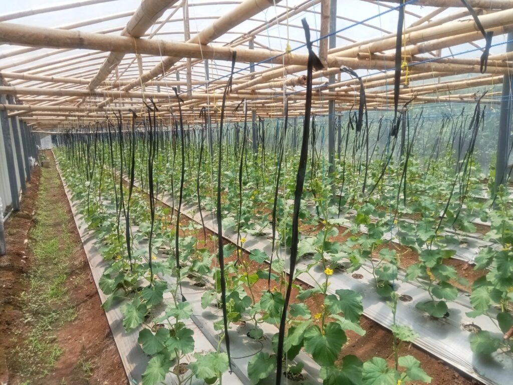 Pemdes Wates Berperan Besar Menaungi Kesuksesan Petani Melon